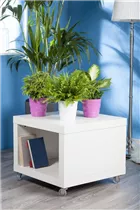 Nephrolepis exaltata - Schwertfarn Nephrolepis exaltata - Schwertfarn