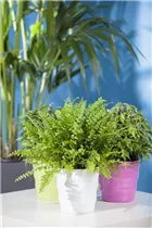 Nephrolepis exaltata - Schwertfarn Nephrolepis exaltata - Schwertfarn