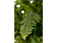 Nephrolepis exaltata 'Green Lady' - Schwertfarn 'Green Lady' Nephrolepis exaltata 'Green Lady' - Schwertfarn 'Green Lady'