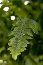 Nephrolepis exaltata 'Green Lady' - Schwertfarn 'Green Lady' Nephrolepis exaltata 'Green Lady' - Schwertfarn 'Green Lady'