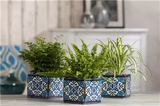 Nephrolepis exaltata - Schwertfarn Nephrolepis exaltata - Schwertfarn