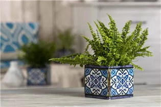 Nephrolepis exaltata - Schwertfarn Nephrolepis exaltata - Schwertfarn