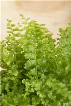 Nephrolepis exaltata - Schwertfarn Nephrolepis exaltata - Schwertfarn