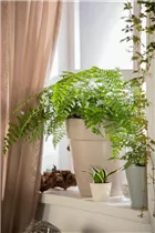 Nephrolepis exaltata - Schwertfarn Nephrolepis exaltata - Schwertfarn