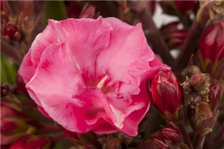 Nerium oleander - Oleander Nerium oleander - Oleander