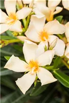 Nerium oleander - Oleander Nerium oleander - Oleander