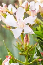 Nerium oleander - Oleander Nerium oleander - Oleander