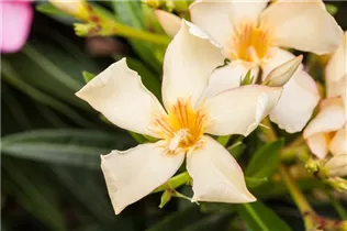 Nerium oleander - Oleander Nerium oleander - Oleander
