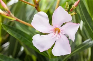 Nerium oleander - Oleander Nerium oleander - Oleander