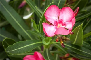 Nerium oleander - Oleander Nerium oleander - Oleander