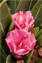 Nerium oleander, rosa - Nerium oleander, rosa