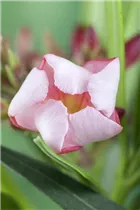 Nerium oleander, rosa - Nerium oleander, rosa