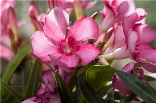 Nerium oleander, rosa - Nerium oleander, rosa