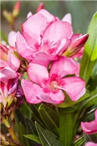 Nerium oleander, rosa - Nerium oleander, rosa