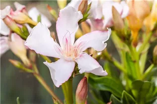 Nerium oleander, rosa - Nerium oleander, rosa