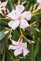 Nerium oleander, rosa - Nerium oleander, rosa