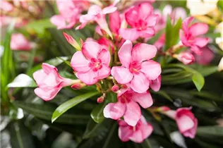 Nerium oleander, rosa - Nerium oleander, rosa