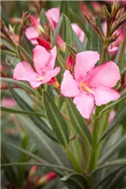 Nerium oleander, rosa - Nerium oleander, rosa