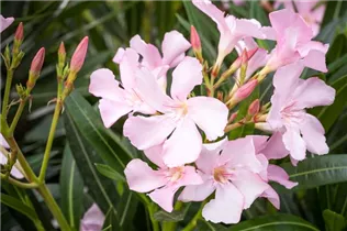 Nerium oleander, rosa - Nerium oleander, rosa