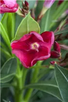 Nerium oleander, rot - Nerium oleander, rot Nerium oleander, rot - Nerium oleander, rot