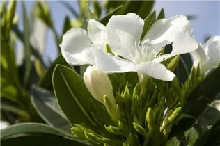 Nerium oleander, weiß - Nerium oleander, weiß