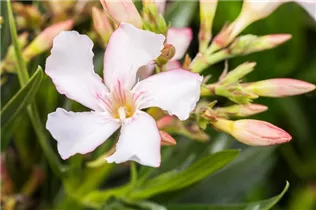 Nerium oleander, weiß - Nerium oleander, weiß