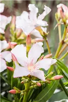 Nerium oleander, weiß - Nerium oleander, weiß
