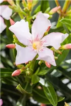 Nerium oleander, weiß - Nerium oleander, weiß