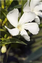 Nerium oleander, weiß - Nerium oleander, weiß