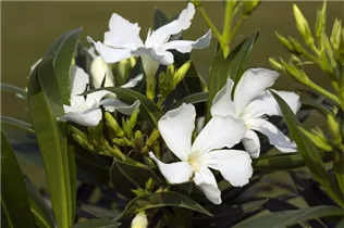 Nerium oleander, weiß - Nerium oleander, weiß