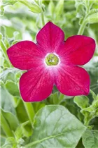 Nicotiana alata - Ziertabak Nicotiana alata - Ziertabak