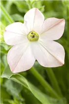 Nicotiana alata - Ziertabak Nicotiana alata - Ziertabak