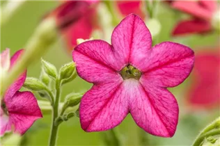 Nicotiana alata - Ziertabak Nicotiana alata - Ziertabak