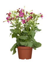 Nicotiana alata - Ziertabak Nicotiana alata - Ziertabak