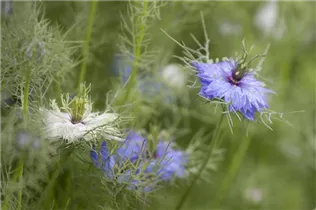 Nigella damascena - Jungfer im Grünen Nigella damascena - Jungfer im Grünen