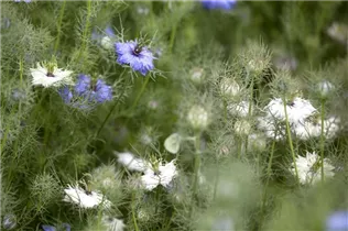 Nigella damascena - Jungfer im Grünen Nigella damascena - Jungfer im Grünen