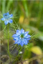 Nigella damascena - Jungfer im Grünen Nigella damascena - Jungfer im Grünen