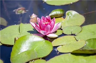 Nymphaea - Seerose Nymphaea - Seerose