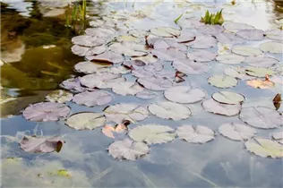 Nymphaea - Seerose Nymphaea - Seerose