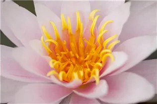 Nymphaea - Seerose Nymphaea - Seerose