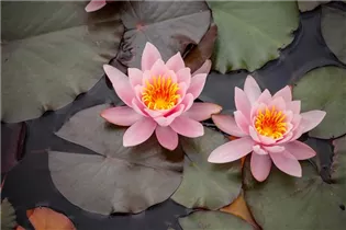 Nymphaea - Seerose Nymphaea - Seerose