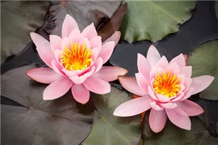 Nymphaea - Seerose Nymphaea - Seerose