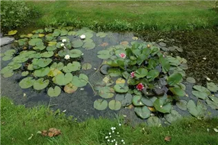 Nymphaea - Seerose Nymphaea - Seerose