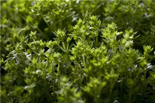 Ocimum basilicum - Basilikum Ocimum basilicum - Basilikum