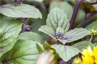Ocimum basilicum - Basilikum Ocimum basilicum - Basilikum