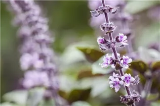 Ocimum basilicum - Basilikum Ocimum basilicum - Basilikum