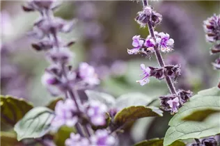 Ocimum basilicum - Basilikum Ocimum basilicum - Basilikum