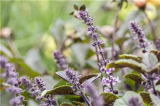 Ocimum basilicum - Basilikum Ocimum basilicum - Basilikum