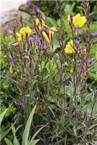 Oenothera fruticosa - Stauden-Nachtkerze