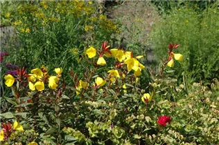 Oenothera fruticosa - Stauden-Nachtkerze